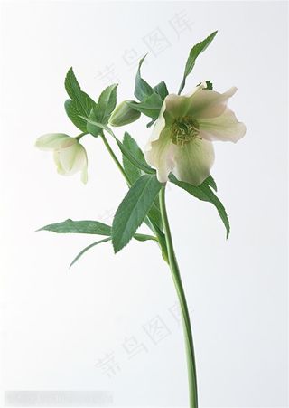 花卉物语-绿色的百合花