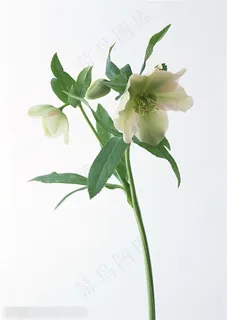 花卉物语-绿色的百合花 花卉物语-绿色的百合花