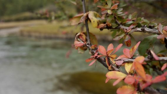 秋天红色骆驼刺叶子