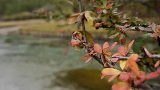 秋天红色骆驼刺叶子