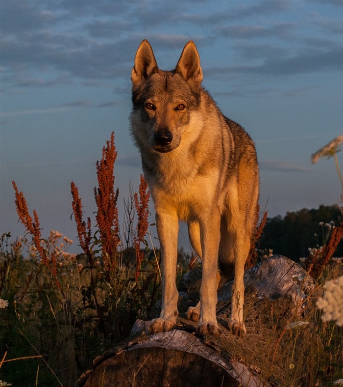 傍晚出来的狼图片