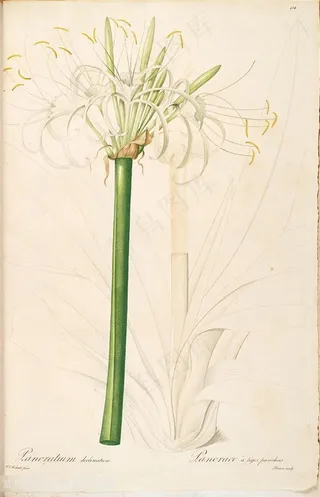 雷杜德原版高清花草复古图谱