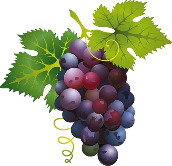 葡萄免抠素材 (16)