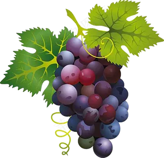 葡萄免抠素材 (16)
