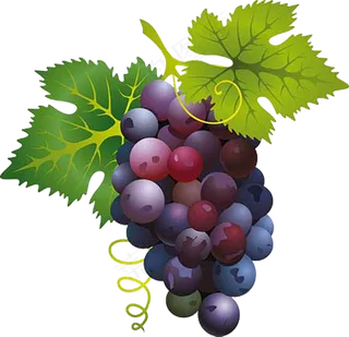 葡萄免抠素材 (16)