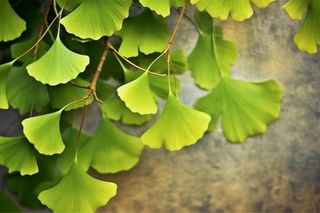 绿色银杏叶背景