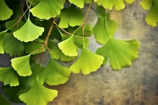 绿色银杏叶背景