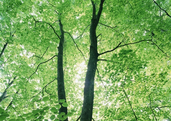 森林风景风景摄影图片素材