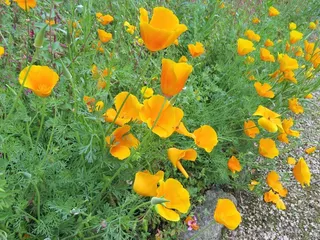 乡村铁路轨道图片