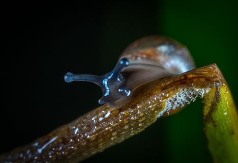 蜗牛昆虫写真图片