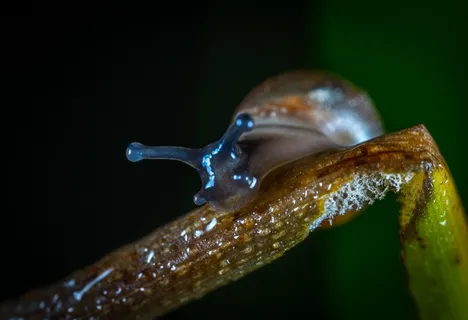 蜗牛昆虫写真图片