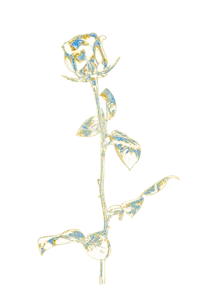 彩色色透明酸性3d立体玫瑰元素