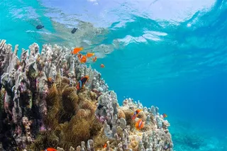 美丽的海底珊瑚鱼群景色高清图片
