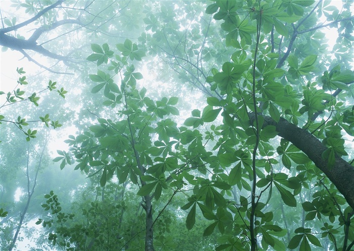 森林风景景观摄影图片