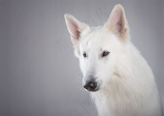 高清宠物狗狗摄影图片