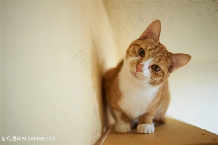 卷缩在角落的小黄猫咪图片