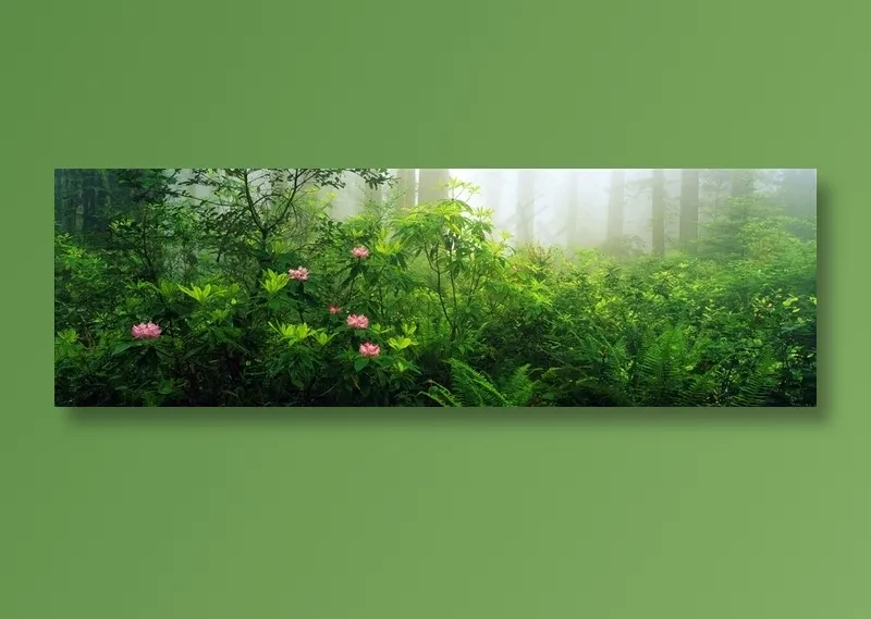 清晨的树林图片