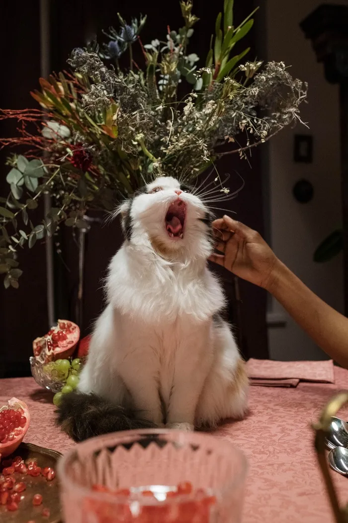 可爱猫咪猫猫摄影素材