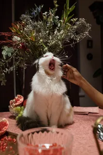 可爱猫咪猫猫摄影素材 可爱猫咪猫猫摄影素材