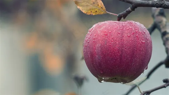 新鲜的苹果图片 新鲜的苹果图片