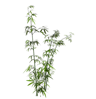 竹子水墨画中国风国画墨水书法竹子画