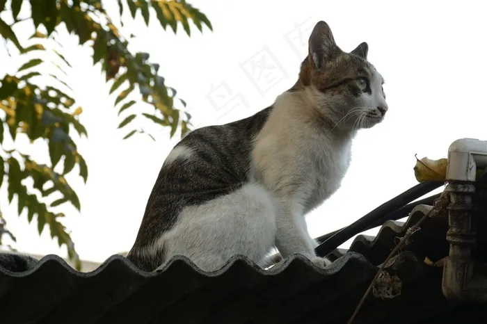 站在屋顶上面观望的猫咪