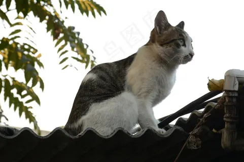 站在屋顶上面观望的猫咪 站在屋顶上面观望的猫咪