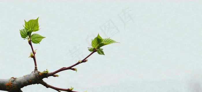 春天枝叶萌芽发芽绿叶，简约清新立春摄影图(1616x736)