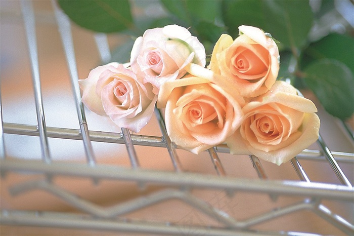 粉红色玫瑰花