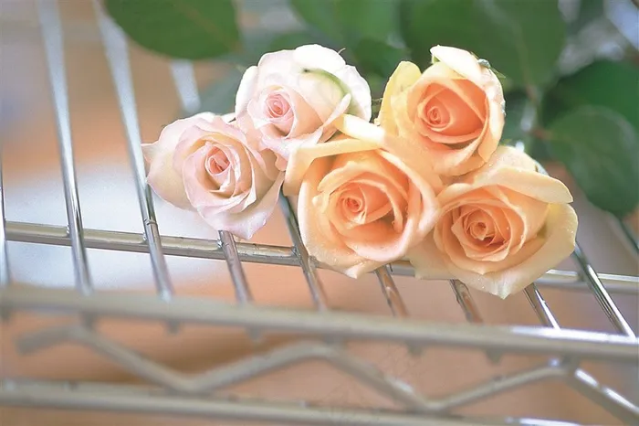 粉红色玫瑰花