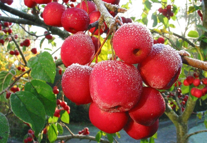 新鲜的红蟹苹果