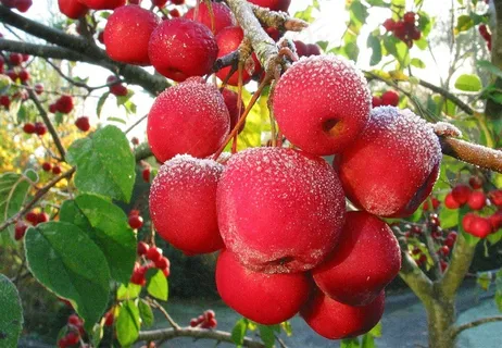 新鲜的红蟹苹果 新鲜的红蟹苹果