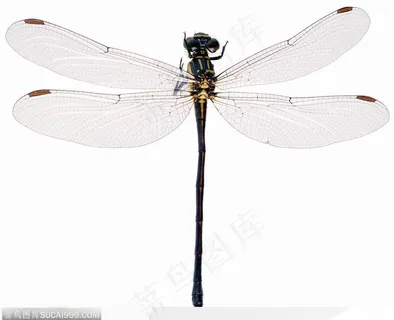 昆虫世界-漂亮的蜻蜓 昆虫世界-漂亮的蜻蜓