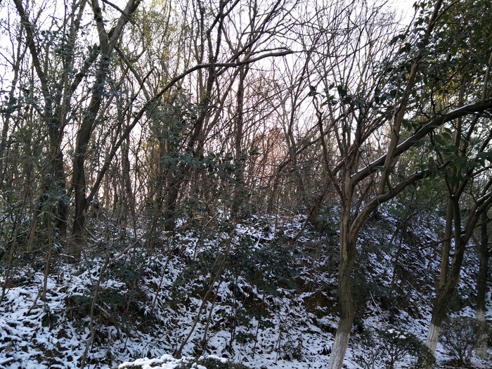 雪后的景色