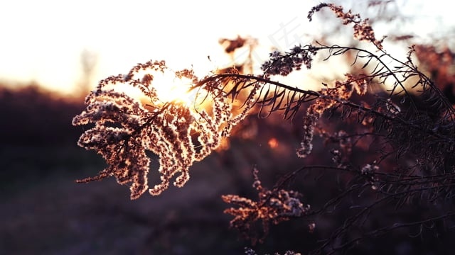 蓟, 日落, 农村, 荆棘, 乡村的, 原野, 户外, 黄昏