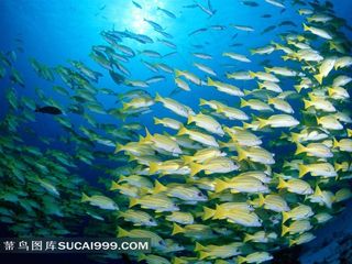 海洋鱼类热带鱼大图