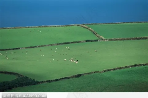 牧场上的绵羊 牧场上的绵羊