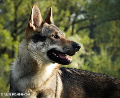 野生动物张嘴的狼图片