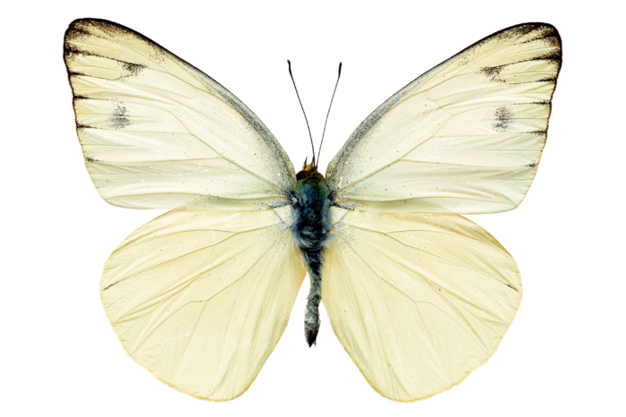 蝴蝶 彩蝶 花蝴蝶 动物 昆虫 免抠