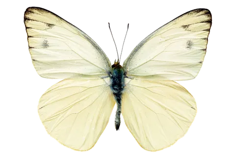 蝴蝶 彩蝶 花蝴蝶 动物 昆虫 免抠