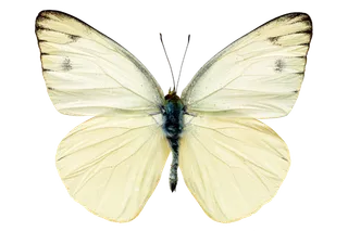 蝴蝶 彩蝶 花蝴蝶 动物 昆虫 免抠