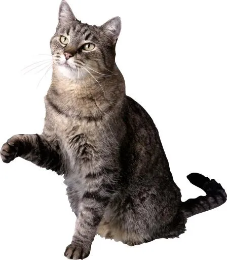 猫PNG图片免抠(1911x2180)