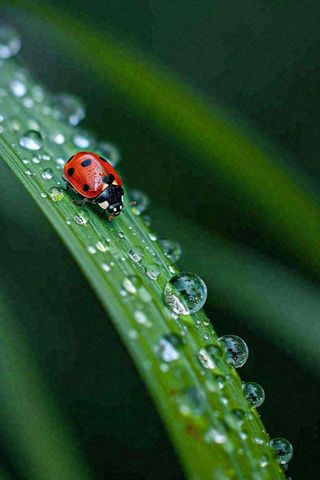 春夏雨天雨水七星瓢虫叶子，昆虫，小暑大暑白露雨水谷雨摄影图