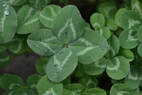 四叶草唯美图片下载 四叶草唯美图片下载