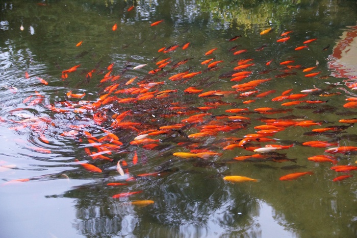 红色鲤鱼观赏图片