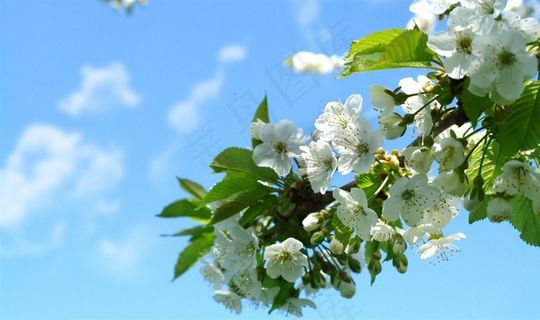 蓝天白云阳光下的花枝
