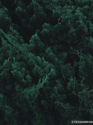 唯美松树林图