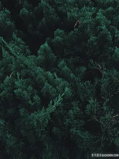 唯美松树林图 唯美松树林图
