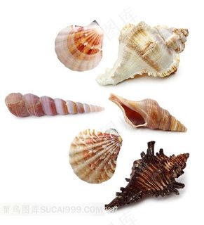 高清无水印海螺海星