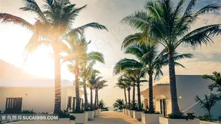 夏天暑假阳光度假椰树背景海报